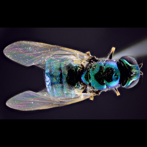 Fliege Kindermikroskop